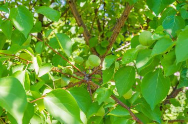 Dal değil Olgun genç kayısı