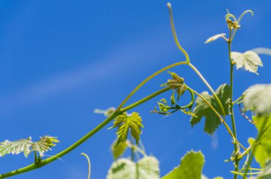 Güneş ışınları altında Üzüm dalları üzerinde genç yeşil sürgünler