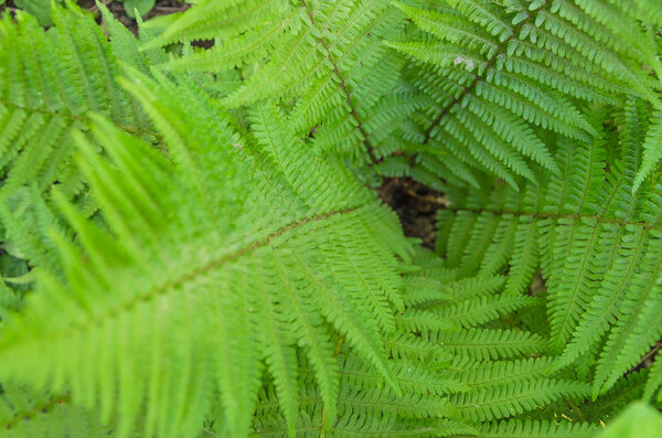 Beautiful fern leaves in different shooting positions