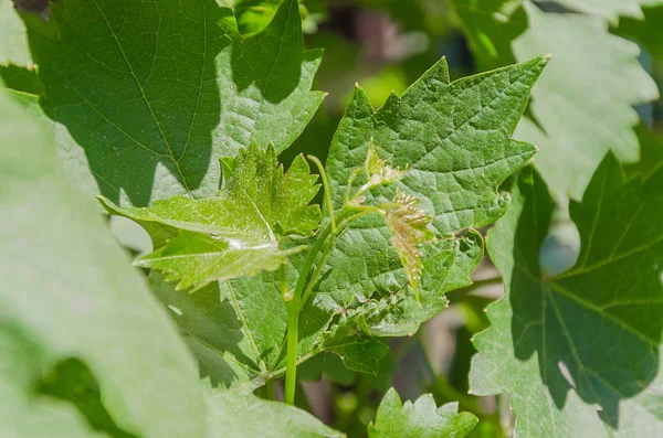 Güneş ışınları altında Üzüm dalları üzerinde genç yeşil sürgünler