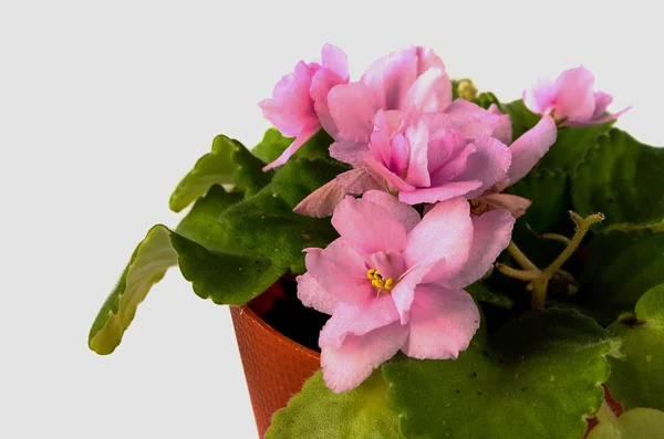 Fantastiskt Blommande Violer Blomkruka Isolerad Vit Bakgrund — Stockfoto