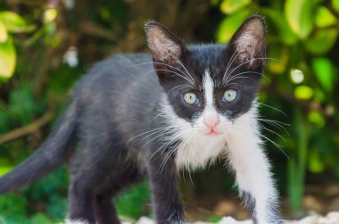 Doğada, koşma, atlama ve oynamaya bahçedeki güzel yavru kedi.