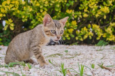 Doğada, koşma, atlama ve oynamaya bahçedeki güzel yavru kedi.