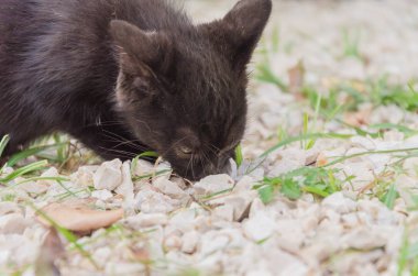 Doğada, koşma, atlama ve oynamaya bahçedeki güzel yavru kedi.