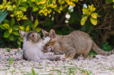 Doğada, koşma, atlama ve oynamaya bahçedeki güzel yavru kedi.
