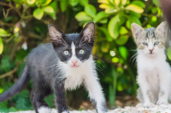 Mooie Kittens Natuur Tuin Lopen Springen Spelen — Stockfoto