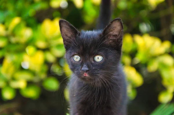 Mooie Kittens Natuur Tuin Lopen Springen Spelen — Stockfoto