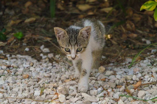 Hermosos Gatitos Naturaleza Patio Corriendo Saltando Jugando — Foto de Stock