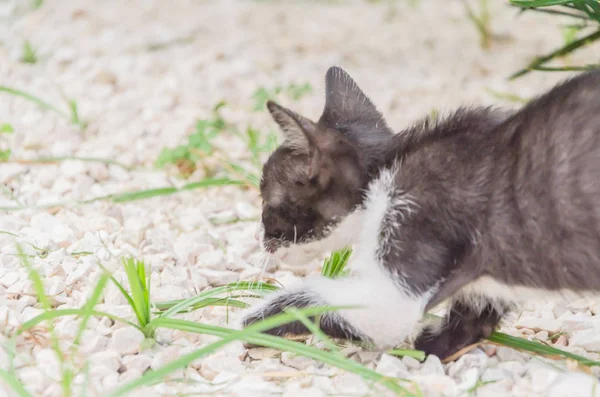 Mooie Kittens Natuur Tuin Lopen Springen Spelen — Stockfoto