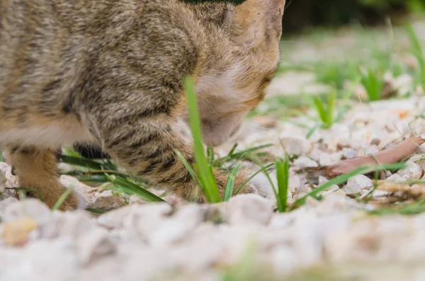 美丽的小猫在自然界 在院子里奔跑 跳跃和玩耍 — 图库照片