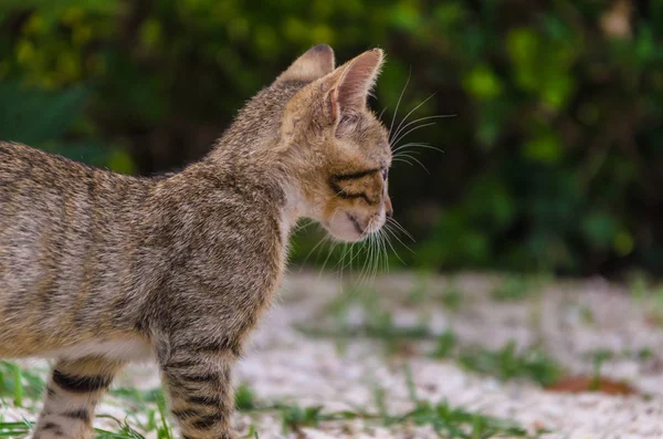 美丽的小猫在自然界 在院子里奔跑 跳跃和玩耍 — 图库照片