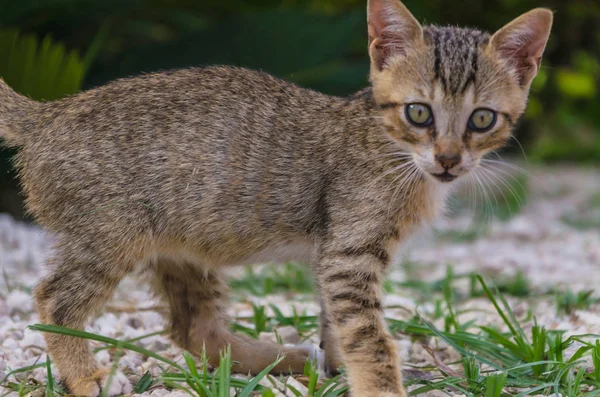 Mooie Kittens Natuur Tuin Lopen Springen Spelen — Stockfoto