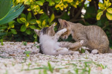 Doğada, koşma, atlama ve oynamaya bahçedeki güzel yavru kedi.
