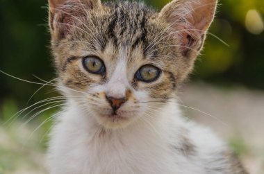 Doğada, koşma, atlama ve oynamaya bahçedeki güzel yavru kedi.