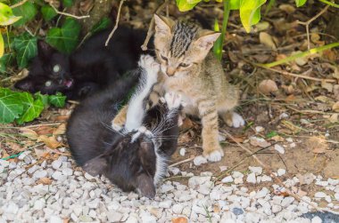 Doğada, koşma, atlama ve oynamaya bahçedeki güzel yavru kedi.
