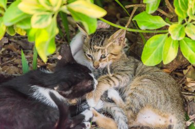 Doğada, koşma, atlama ve oynamaya bahçedeki güzel yavru kedi.