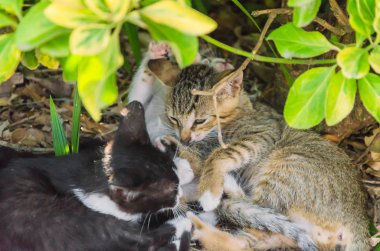 Doğada, koşma, atlama ve oynamaya bahçedeki güzel yavru kedi.