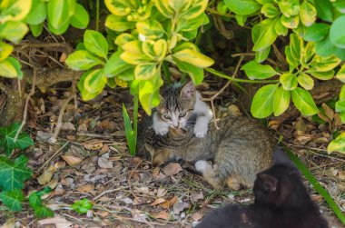 Doğada, koşma, atlama ve oynamaya bahçedeki güzel yavru kedi.