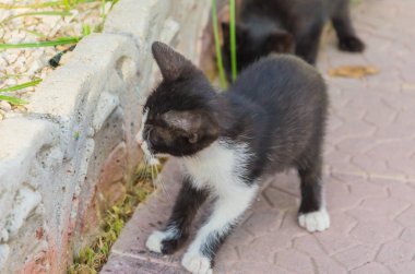 Doğada, koşma, atlama ve oynamaya bahçedeki güzel yavru kedi.