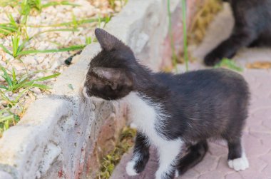 Doğada, koşma, atlama ve oynamaya bahçedeki güzel yavru kedi.