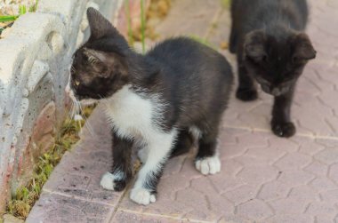 Doğada, koşma, atlama ve oynamaya bahçedeki güzel yavru kedi.