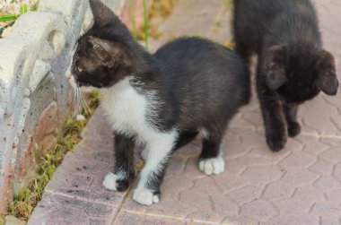 Doğada, koşma, atlama ve oynamaya bahçedeki güzel yavru kedi.
