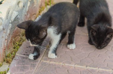 Doğada, koşma, atlama ve oynamaya bahçedeki güzel yavru kedi.