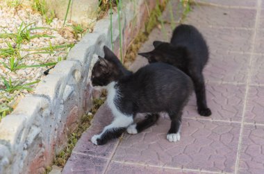 Doğada, koşma, atlama ve oynamaya bahçedeki güzel yavru kedi.