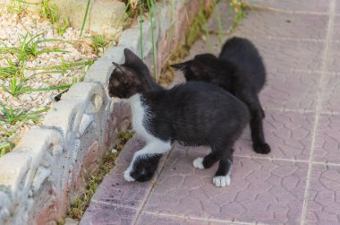 Doğada, koşma, atlama ve oynamaya bahçedeki güzel yavru kedi.