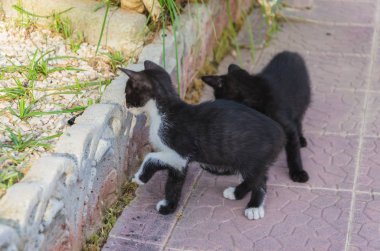 Doğada, koşma, atlama ve oynamaya bahçedeki güzel yavru kedi.