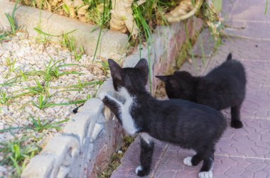 Doğada, koşma, atlama ve oynamaya bahçedeki güzel yavru kedi.