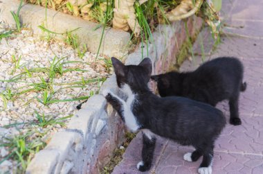 Doğada, koşma, atlama ve oynamaya bahçedeki güzel yavru kedi.