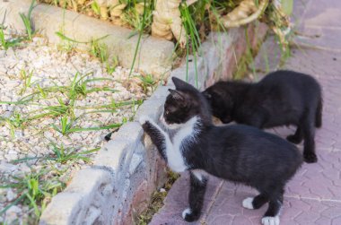 Doğada, koşma, atlama ve oynamaya bahçedeki güzel yavru kedi.