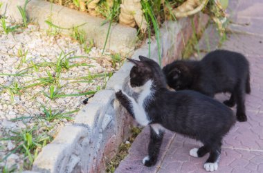 Doğada, koşma, atlama ve oynamaya bahçedeki güzel yavru kedi.