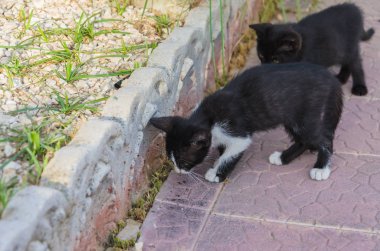 Doğada, koşma, atlama ve oynamaya bahçedeki güzel yavru kedi.