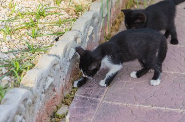 Doğada, koşma, atlama ve oynamaya bahçedeki güzel yavru kedi.