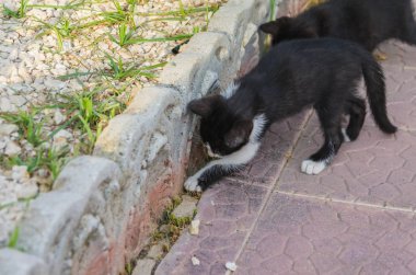 Doğada, koşma, atlama ve oynamaya bahçedeki güzel yavru kedi.
