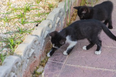 Doğada, koşma, atlama ve oynamaya bahçedeki güzel yavru kedi.