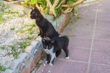Doğada, koşma, atlama ve oynamaya bahçedeki güzel yavru kedi.