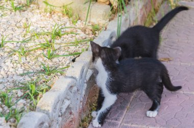 Doğada, koşma, atlama ve oynamaya bahçedeki güzel yavru kedi.