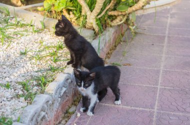 Doğada, koşma, atlama ve oynamaya bahçedeki güzel yavru kedi.
