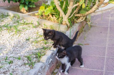 Doğada, koşma, atlama ve oynamaya bahçedeki güzel yavru kedi.