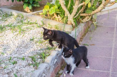 Doğada, koşma, atlama ve oynamaya bahçedeki güzel yavru kedi.