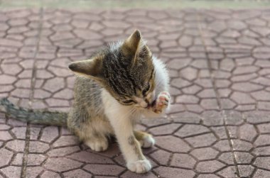 Doğada, koşma, atlama ve oynamaya bahçedeki güzel yavru kedi.