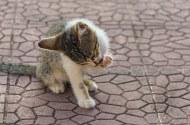 Doğada, koşma, atlama ve oynamaya bahçedeki güzel yavru kedi.