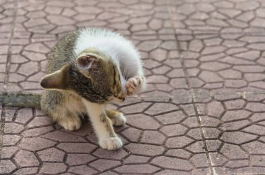 Doğada, koşma, atlama ve oynamaya bahçedeki güzel yavru kedi.