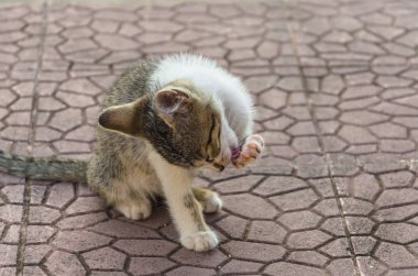 Doğada, koşma, atlama ve oynamaya bahçedeki güzel yavru kedi.