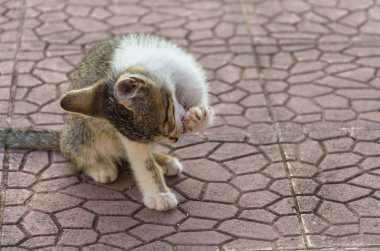 Doğada, koşma, atlama ve oynamaya bahçedeki güzel yavru kedi.