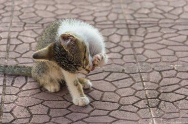 Doğada, koşma, atlama ve oynamaya bahçedeki güzel yavru kedi.