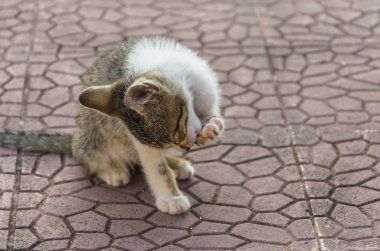 Doğada, koşma, atlama ve oynamaya bahçedeki güzel yavru kedi.